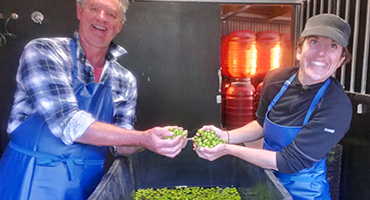 Debittering green olives